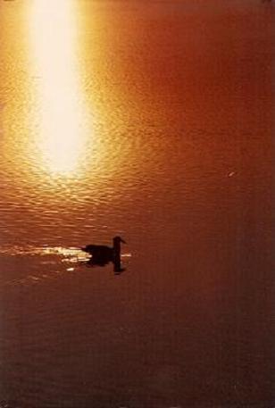 sunset gull.jpg - 16kB