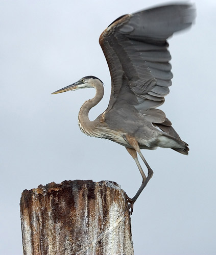 Great-Blue-Heron.jpg - 46kB