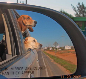 Dogs in MirrorXX.jpg - 25kB