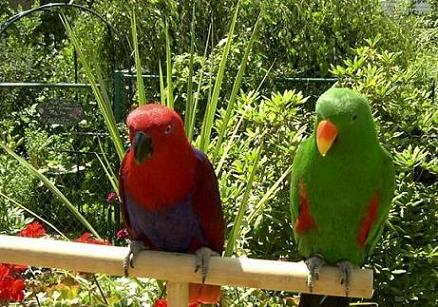 eclectus parrots.JPG - 47kB