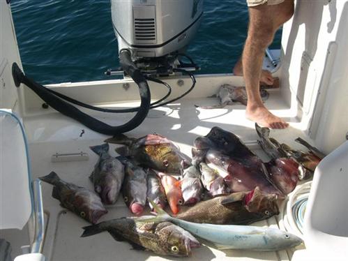 - a fine Baja fishing day (2) (Custom).jpg - 40kB