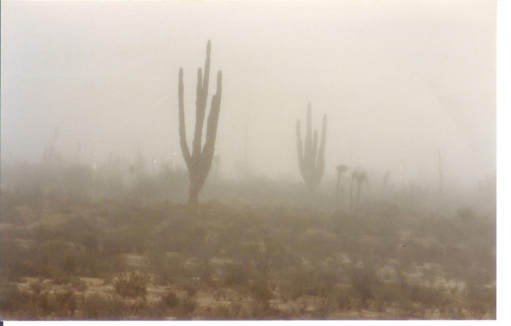 - a foggy Baja morning (1).jpg - 41kB