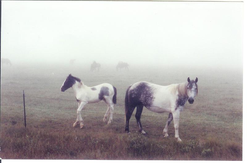 - a foggy Baja morning (2).jpg - 39kB