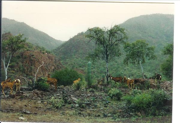 - a foggy Baja morning.jpg - 46kB