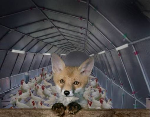 - normal_fox_hen_house.jpg - 28kB