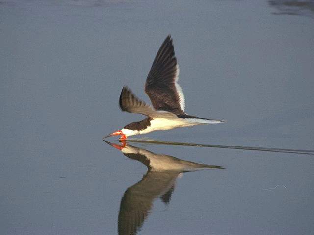 BlackSkimmer.jpg - 19kB