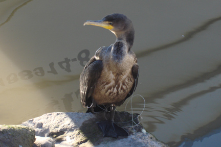 CormorantW_Line02W.jpg - 50kB