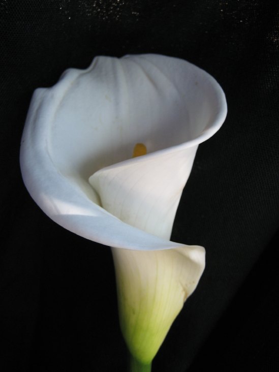 calla.jpg - 39kB