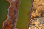 cactus_spine_web.jpg - 36kB