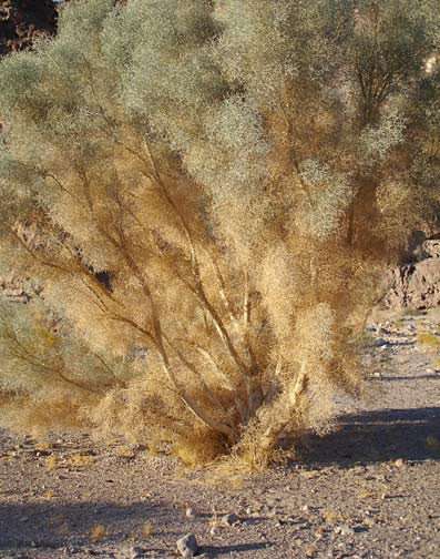 smoke_tree.jpg - 50kB