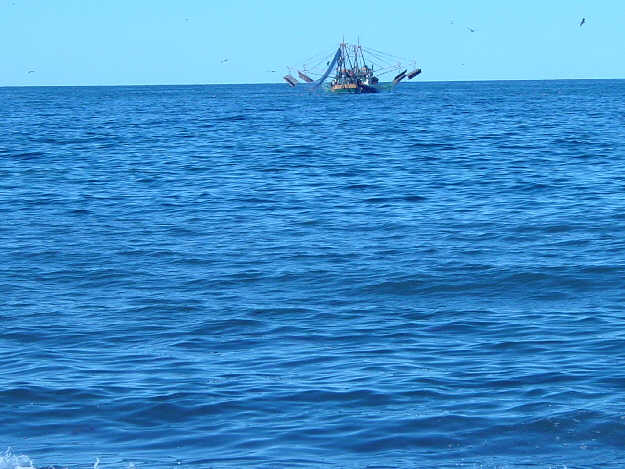 Shrimper.jpg - 47kB