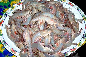 - a few nice shrimp.jpg - 29kB