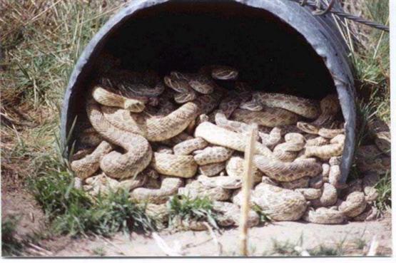 -1 a culvert of rattlers (Custom).jpg - 44kB