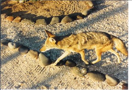 -1 a - Lucky the Coyote pics (1).jpg - 44kB