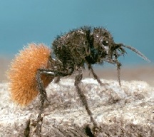 velvet_ant.jpg - 19kB