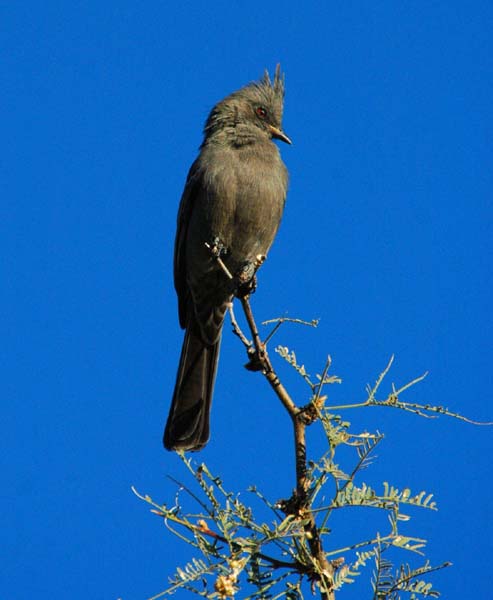 phainopepla copy.jpg - 37kB