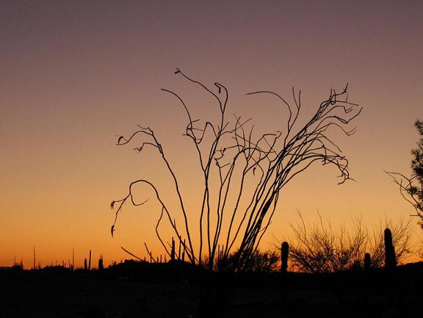 Ocotillo Sunset.JPG - 39kB