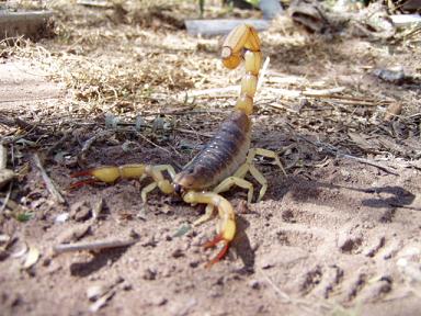 six inch scorpion.JPG - 40kB