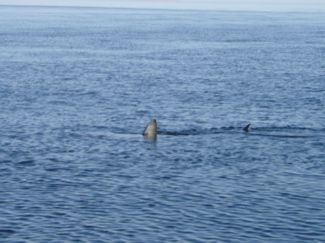 shark off smith island.jpg - 46kB
