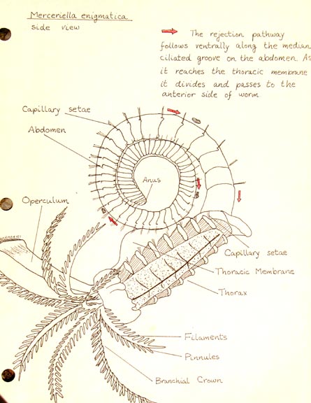 worm_full.jpg - 49kB