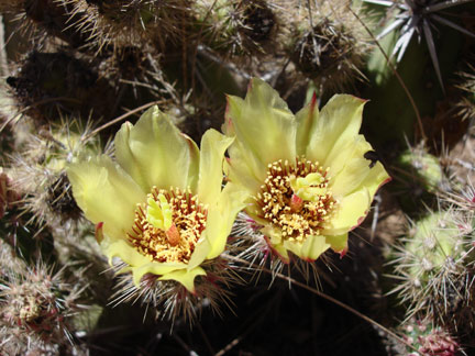 ChollaBlossom22W.jpg - 50kB