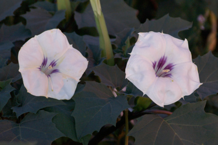 Datura03W.jpg - 50kB