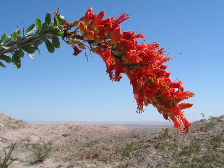 ocotillo.jpg - 47kB