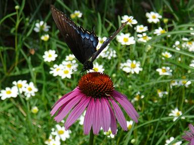 PrairieButterfly.JPG - 27kB