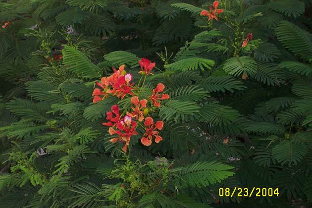 Flame Tree2sm.jpg - 46kB