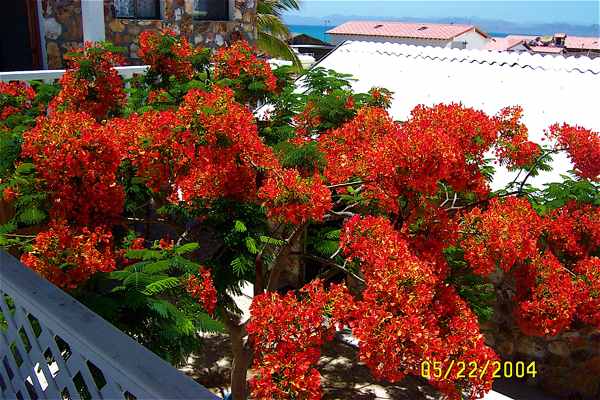 Flame Tree1sm.jpg - 49kB