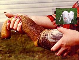 geoduck.jpg - 13kB