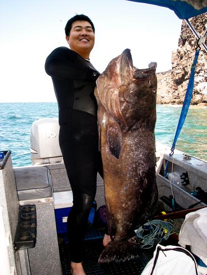 baja gulf grouper.jpg - 45kB