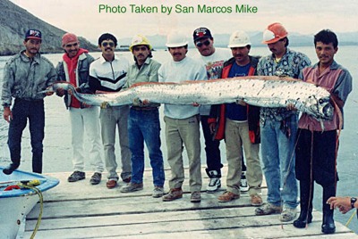 oarfish.jpg - 49kB