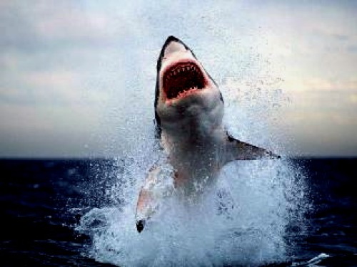 Great White_1.jpg - 47kB