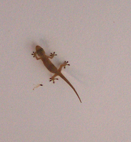 gecko1.jpg - 45kB