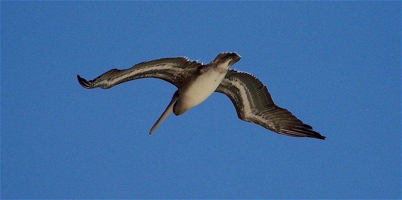 Pelican 2.jpg - 48kB