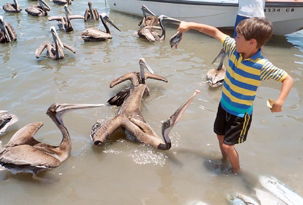 feeding_pelicans.jpg - 49kB