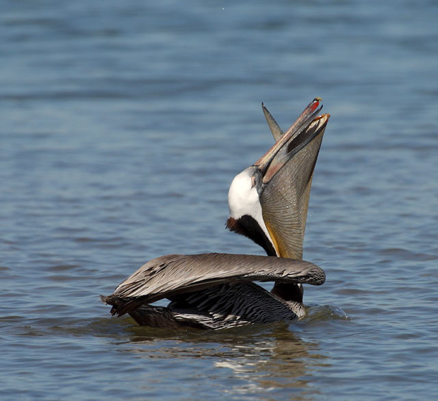 pelican-dinner.jpg - 50kB