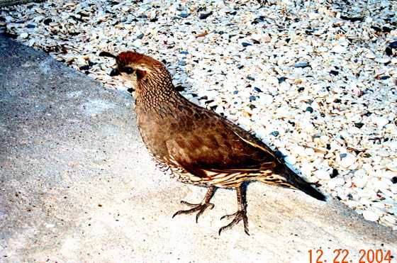 Quail.jpg - 46kB