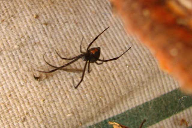 black-widow-IMG_0046.jpg - 27kB