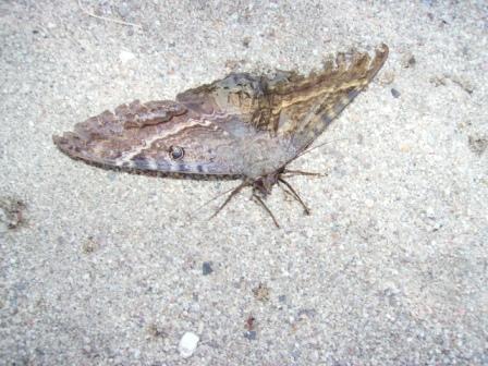 moth nomad.JPG - 45kB