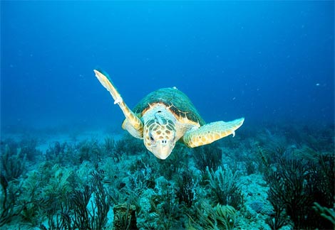 loggerhead-sea-turtle.jpg - 30kB