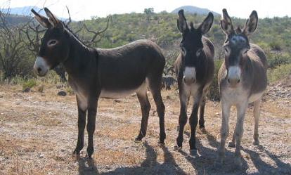 tres burros 1.jpg - 27kB
