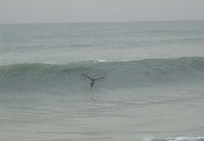 surfingsm.jpg - 42kB