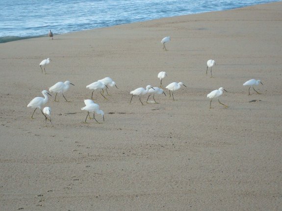 egrets1.jpg - 46kB