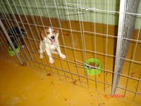 Puppy in Cage.jpg - 38kB