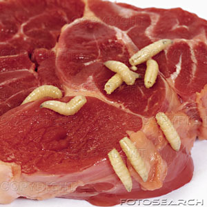 maggots-on-raw-red-meat.jpg - 29kB