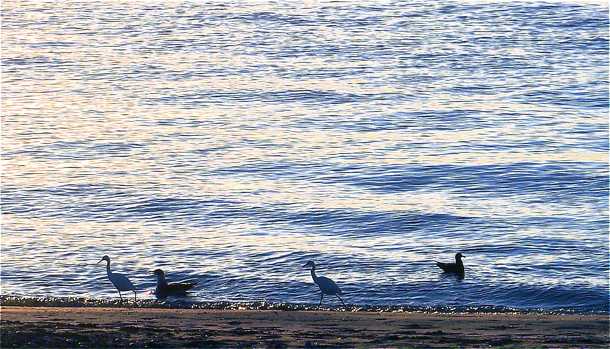 Shore birds a 11:17:07.jpg - 49kB