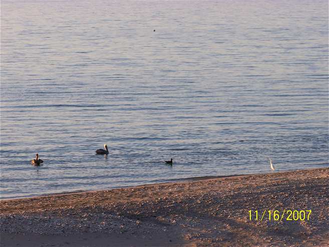 Shore birds c 11:17:07.jpg - 49kB