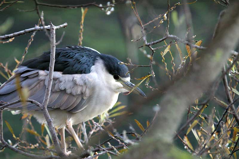 black-crowned-night-heron.jpg - 47kB